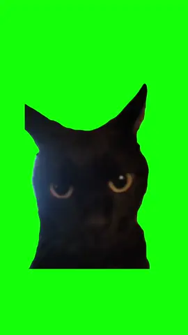 Angry Cat meme #Meme #MemeCut #CapCut 