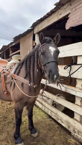 #caballos #yegua #horse #horses 