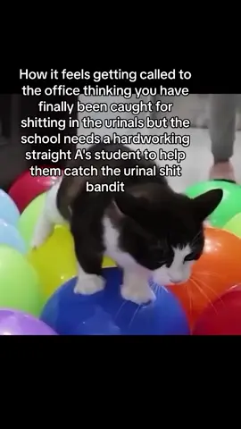 Real #fyp #viral #cat #urinalshitter #funny #meme
