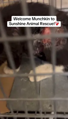 This is Munchkin. 💔 Found in a busy area, screaming in pain, with massive wounds on his leg and stomach. Did a dog attack him? Was he thrown from a car? We’ll never know. What we do know is that countless people walked by, ignoring his cries for help—eating, drinking, and shopping as if he didn’t exist. Thankfully, a kindhearted cat rescuer Lizette couldn’t leave Munchkin behind. Now, he’s safe with us, but his wounds are severe, and he’s fighting to heal. Munchkin’s care is ongoing, and he desperately needs your help. Donations can be made directly to Town and Country Animal Hospital at 305-238-2222 under Sunshine Animal Rescue, or through the link in our bio. Every dollar makes a difference in saving his life. Please share his story and help us give Munchkin the second chance he deserves. ❤️  #catsoftiktok #kittens #kitten #cutecat #catsofinstagram #catlife #meow #catvideos #catstagram #catlove #kitty #petcat #cats_of_world #meowtiktok #feline #catmom #catdad #catsofinstagram #adoptdontshop #rescuedcat #animals #petsofinstagram #rescuedogs #dog #dogsoftiktok #puppies #puppiesofig #adoptdontshop #shelterpets #kitten #kittensoftiktok #kittens #cat #catsoftiktok #cats #catlover 