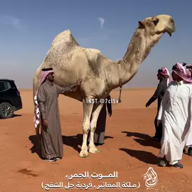 #الموت_الحمر #جخدب #الشقح #الصياهد 