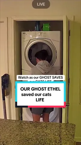 That was a super close call… #ethel #homecamera #cat 