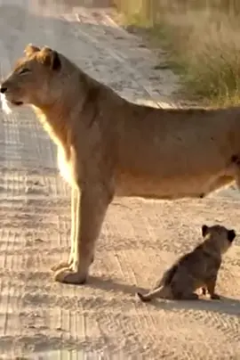 Injured mother Lion with her cub😁! 😊_😡❤️! 🤨❤️!#shorts#baby🌲🌲🎄#lion🌲🌲🎄 #animals🌲🌲🎄 #virale#wildlife🌲🌲🎄 #foryou🌲🌲🎄 #lions 🌲🌲🎄 #cubs🌲🌲🎄 #droidyland🖤🖤 #fypシ゚viral #trend #xybca #wildlifephotography🌲🌲🎄 #viralvideos😭🌲🌲🎄 #حيونات_مفترسه_تمذح🤣🤣🤣🤣🤣🤣🤣🤣🤣 #الغابه🦁💙🌳،🌳، #nature 🌲#wholesometiktok🌲🌲🎄 #earth #animalsfunny 🌲🌲🎄🌲