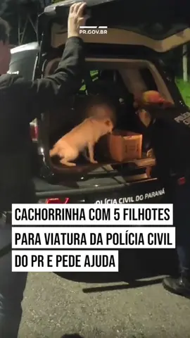 Uma cena emocionante em Curitiba: policiais da Delegacia de Furtos e Roubos de Veículos (DFRV) foram alertados por uma cachorrinha desesperada no bairro Tatuquara. Ao se aproximarem, encontraram seus cinco filhotes abandonados em uma caixa de papelão à beira da rodovia. Todos foram resgatados e levados para um lugar seguro. Abandonar animais é crime, sujeito a multas e prisão! 🚨 #abandono #animais #parana #curitiba #policiacivilpr 