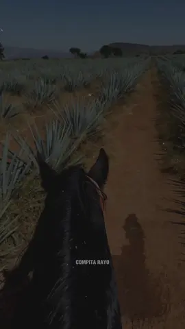 Horse riding in Tequila Jalisco, Mexico 🐴🖤#CapCut #mexico🇲🇽 #horseriding #tequilajalisco🇲🇽 #tequila #edits #foryoupage 