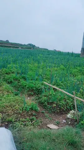 hijau merona😊 #tiktok  #kebunsayur  #cipanascianjur 