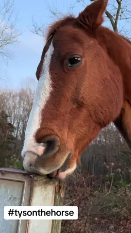Tyson is a cribber. Cribbing is a thing horses do where they put their front teeth on an object and suck wind into their throat. There are lots of theories why they do it but no one knows exactly why. Tyson picked it up as a 2 year old when he was stabled next to an older cribber and has done it ever since. He mostly seems to do it when he’s bored but I have never figured out why or the exact trigger. #cribbing #horsesoftiktok #mrtyson #tysonthehorse #windsucking #weird #weirdpets #qh #quarterhorse
