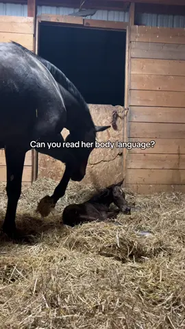 So did you get it right? #fyp #horse #horsetok #equestrian #birth #newborn #foal #foalsoftiktok 