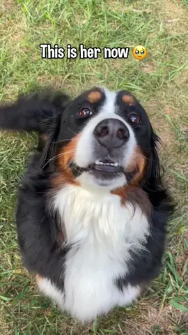 It’s truly amazing what a little bit of patience and a whole lot of love (and treats lol) can do for a neglected rescue dog.  I don’t know what we’d do without our silly Banana. She radiates happiness 24/7 🥹💗 #rescuedog #bernesemountaindog #happydog #dog
