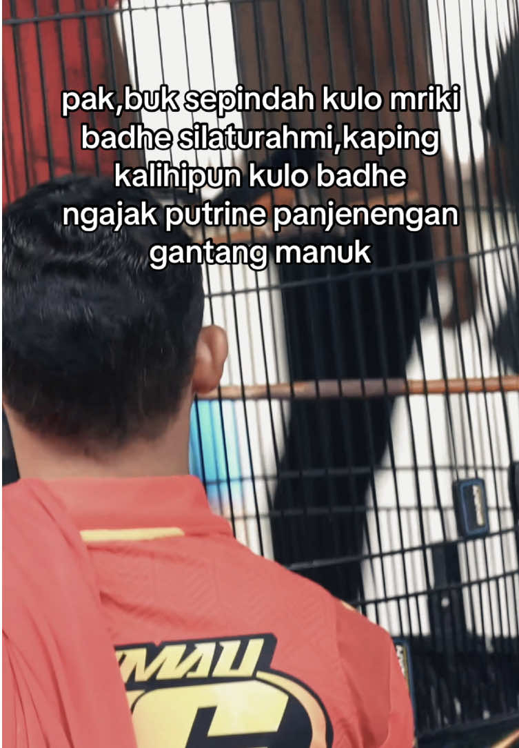 #fyp #EkspresikanDenganCapCut #storytime #storykicau #pesonamuraibatu #muraibatuindonesia #kicaumanianusantara #cinematikburung 