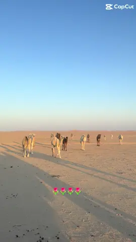 #نياق_وضح #fyppppppppppppppppppppppp 