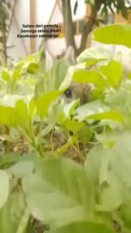 selamat pagi semuanya selamat hari libur ada salam dari si kuping kecil 😁#kelincilucu #kelinciimut #jualkelincind #kelincihias #kelinci #