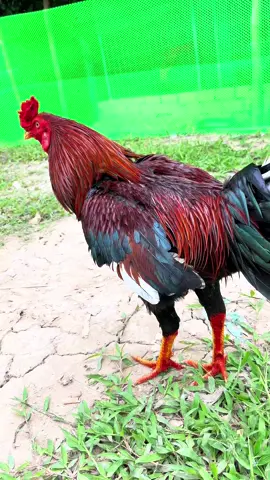 3kg4 mời mấy anh xem #thaicm #xuhuong 