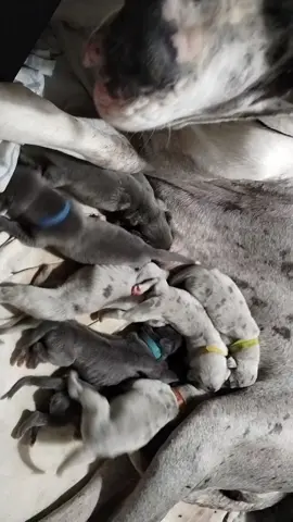 Saturday Night Milk Bar Special....#cutenessoverload #justprecious #puppylove #texasbluedanes #bluemerlegreatdane #handsome #greatdane #fortheloveofgreatdanes #greatdanepuppy #puppykisses #puppybreath #skylar #bigboygunner #beautiful #bluegreatdane #greatdanepuppyforsale 