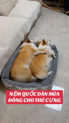 Nệm quốc dân này mình mua chắc phải hơn 3 cái rùi á 😊  #corgiunan #corgi #luocchothucung #nemchothucung 