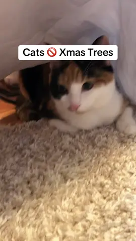 Needed some extra protection here for Christmas 2024 #cats #pets #decor #holiday #holidays #holidaydecor #christmas #christmas2024 #christmastree #christmasdecor #cat #pet #creatorsearchinsights 