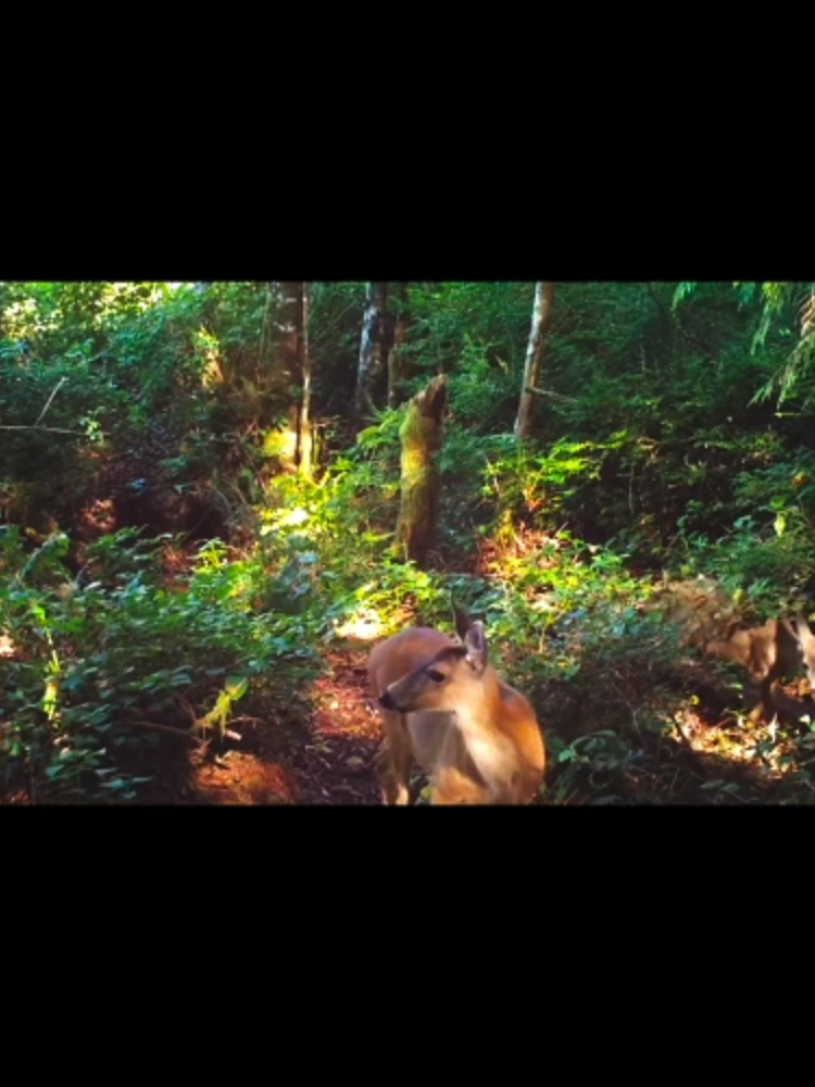 .｡.:*☆ deer fancam ☆*: .｡.#nature #babyanimals #cute #cuteanimals #wildlife #trail #trailcam #softlovelife #naturephotos #forest #naturevibeswithmusicbackground #naturevibes #naturestory #fypsounds #calm #soft #coolanimals #deer #deerfancam #softlove