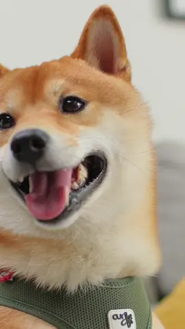 Air Mesh curli Clasp Vest Harness สายรัดจูงที่มี มีน้ำหนักเบา ระบายอากาศได้ดี กระจายแรงดึง ใส่ง่าย เข้ากับสรีระ ได้ฟังก์ชั่น Ergo มีทั้งหมด 6 สี Skyblue, Sun Orange, Ruby, Light-tan, Brown, Moss ขนาดทั้งหมด 7 ขนาด 3XS, 2XS, XS, S, M, L, XL คุณสมบัติและการออกแบบ เหมาะสำหรับสุนัขขนาดเล็ก สวมใส่ง่าย ผ้า Air Mesh (แอร์เมช) ∙ ใช้วัสดุที่มีน้ำหนักเบาเป็นพิเศษ ระบายอากาศได้ดี เพื่อความสบายจากการสวมใส่ ∙ น้ำหนักลดลง 20% จากรุ่นเดิมที่หนัก 33 กรัม ∙ มี Cooling Effect เพื่อใช้ลดความร้อน โดยการจุ่มน้ำและใช้น้ำเป็นตัวกลางแลกเปลี่ยนอุณหภูมิ curli CLASP (เคอร์ลิ แคลส์ป) ∙ CLICK.SNAP.GO. สวมใส่ง่าย สะดวก และปลอดภัย เทคโนโลยีลิขสิทธิ์เฉพาะเพื่อตอบสนองต่อการใช้งานชีวิตประจำวัน ∙ ใช้วัสดุเชิงวิศวกรรม น้ำหนักเบา และแข็งแรง ถูกออกแบบให้ทนทานต่อแรงดึงของวัสดุได้ถึง 100 กิโลกรัม 3D Comfort Fit (3D คอมฟอร์ตฟิต) ∙ พัฒนาอย่างต่อเนื่องให้ตอบรับกับสรีระของสุนัข เพื่อความสบายขั้นสูงสุด ∙ เลือกใช้วัสดุและพัฒนาการตัดเย็บ เพื่อความคล่องตัวและสามารถกระจายแรงดึงได้ดีเยี่ยม ∙ ปรับขนาดได้จากเวลโครด้านบนของสายรัดอก ∙ มีสายรองรับสำหรับตัวล็อค ป้องกันแรงกดทับจากอุปกรณ์ ความปลอดภัยเพิ่มเติมจาก curli ∙ มีแถบแสงสะท้อนเพื่อความปลอดภัยในเวลากลางคืน ∙ DogFinder ID เพื่อใช้ในการตามหาสุนัขหากหลงทางหรือหลุดหาย Talk to the harness specialist ติดตาม Curli ได้ที่ Line: “@headmasterboutique” For more info, please add line: “@headmasterboutique” #headmasterboutique #abetterdayeveryday #luxuryforpets #curli #curlithailand #dogharness #swiss #harnessspecialist #kokomameshiba#shiba #shibainu #มาเมะชิบะ #โคโค่มาเมะชิบะ #shibalover #เสื้อผ้าหมา#ปลอกคอสุนัข#สายรัดจูงสุนัข#petclothes#สายจูงหมา#อุปกรณ์สุนัข #dogthailand#dogharness#คนรักหมา#doglover#catlover