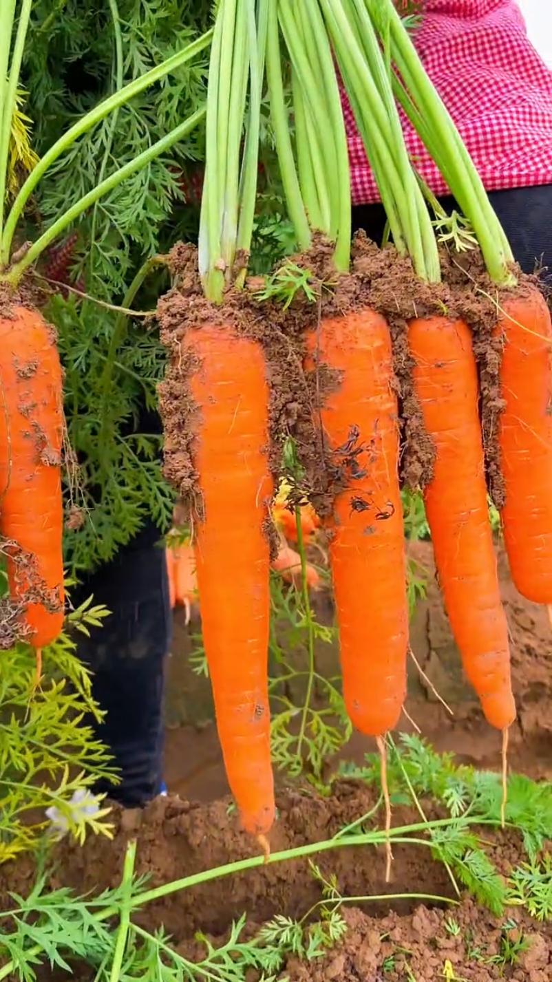 Amazing carrot harvest #agriculture #farming #harvest #carrot 