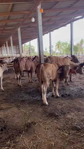 #เพชรบุรี #วัวอ้วน #รับแขกซื้อวัวจำนวนมาก🐂🇲🇾🤍🙏🏻 #วัวบราห์มันเลือดผสม #วัวอ้วนเพชรบุรี #แขกซื้อวัว #มาเลเซีย 