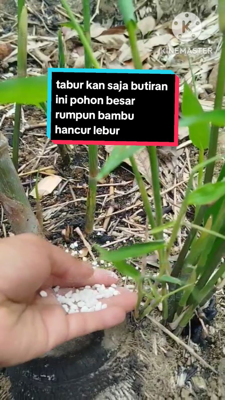 cara menumpas rumpun bambu#herbisidasistemik #racunrumput #kilgras 