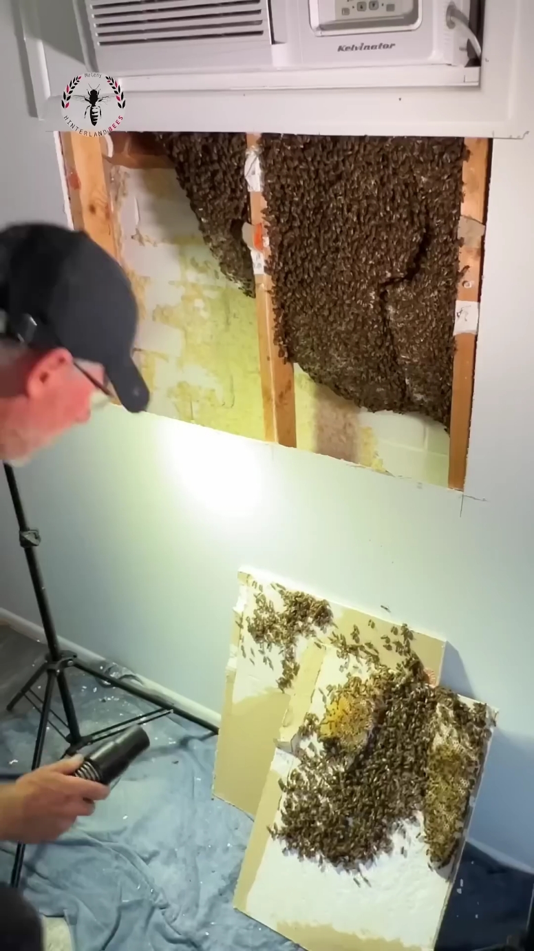 Did the Queen just 💩 on Me? #beeremoval #queenbee #beekeeping #bee #beetok #savethebees #trending 