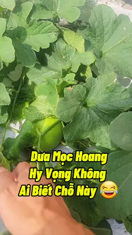 Mong Là Không Ai Biết Đến Chỗ Em Nó Mọc 😍😍😍 #duale #duahoangda 