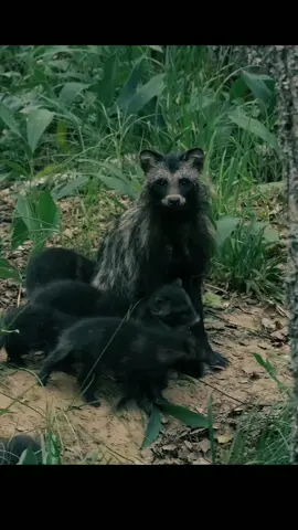 .Raccoon dogs.  _nature#fyp #viral #wildlife 
