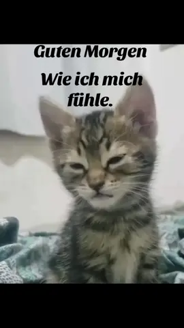 #gutenmorgen #müde #katze #plums 