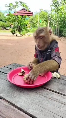 Mr Monkey 🐒🐵 #monkey #fyp #cute #animal #animals #monkeysoftiktok #uae #mr.monkey #foryou #funny #monkeys #uk #usa #aus #canada #world #cuteanimal #bestfriend #adorable#monkey #meme #monkeybaby #viral #foryoupage #ape #babymonkey #trending #pets #funnyanimals #wildlife #cute #monkeydluffy 