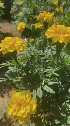 Mùa hoa mới … gieo hạt đón tết thôi bà con ơi. #hoavantho #hoatet2025 #CapCut 