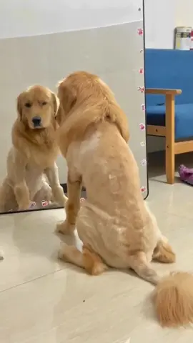 ¡Mira cómo este Golden Retriever luce con su nuevo corte de pelo! 😅✂️ A veces, los cambios de look no salen como esperamos. Créditos: @a_golden_fam Siguenos para más contenido divertido sobre mascotas. #goldenretriever #perros #mascotas #cortedepelo #fallosdivertidos #humorcanino #dogsoftiktok #doglovers #instadog #dogstagram #perrosfelices #petgeek