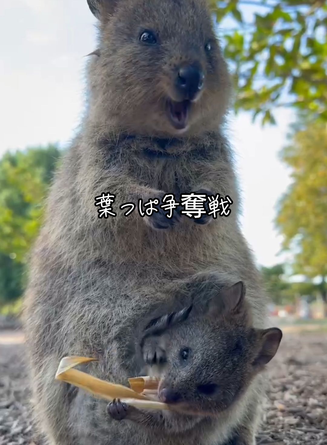 葉っぱ争奪戦をするクオッカ親子 #母ちゃん に葉っぱをぶん取られるチビクオッカ #クオッカワラビー  #ピカチュウ のモデル #癒し  #ずっと見ていられる  #可愛すぎる  #悶絶  #rottnestisland  #Australia  #クオッカ 