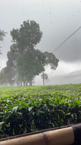 Hatiku💔💉❤️‍🩹 #fypp #wisatabandung #wisatapangalengan #ciwideybandung #rekomendasiwisata #vibeshujan #myheart #esoknyakufikirrasaituakanmenghilang 