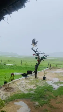 #sanath #good #freedom #goodvibesonly #leopardbayarugambay #leopardbayarugambay #arugambay #fyp #ilovenature #fypage #jungevibe #eaglelover #visitsrilanka🇱🇰🐘🌎🍂 #sanaplace #junglelife #birds #timibinakaslepobujhchhara #sunset #playingwithelephants #naturlover #lepo🦅❤️ #good 