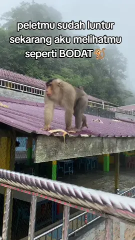 bodat naso marurut🐒😅😅#fyppp #penatapanberastagi 