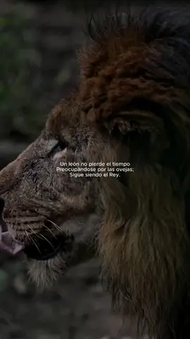 Comparte fe, poder y confianza con nosotros. ¡Únete al rugido eterno! 🔱 🐅 #Reino #Motivación #Dios #Crecimiento #Fuerza #RugidoEterno 🔱