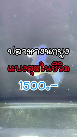 หางโคตรอลังกาลลลลล #guppyfish #ปลาหางนกยูง 