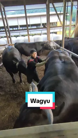 apa yang kamu tanam sekarang,akan menjadi berkah di masa depan 💪🔥#fypシ #fypシ゚viral  #masukberanda #farmlife #farm #farming #peternak #peternakmuda #peternaksapiindonesia #peternakan #peternakanjepang #和牛 #peternakansapijepang #kenshuseijapan🇮🇩🇯🇵🎌 #kenshuuseijapan🇮🇩🇯🇵 #magangjepang #japanlife #tokuteiginou #wagyu #wagyubeef #perantau #bugis #bugistiktok #bugisjepang #sulsel #Sidrap 