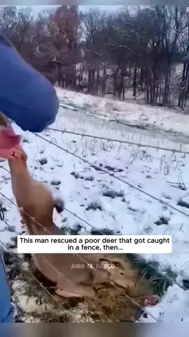 #deer #babydeer #deertiktok #animal #animalsoftiktok 