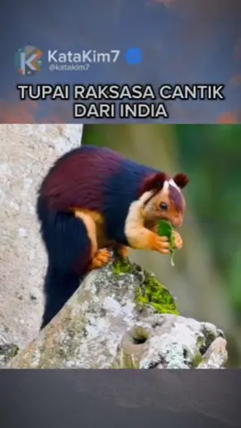 Tupai Malabar atau Indian Giant Squirrel 🐿️ #tupai #tupaicomel #berwarna #squirrel #malabar #malabargiantsquirrel #bajing #warnawarni #hewan #hewanlucu #fakta #faktaunik #faktamenarik #faktadunia #faktaoke #faktarandom #faktahewan #viral #viralvideo #fyp #fypシ #CapCut #viraltiktok #virall #viral_video #viralvideos #viralditiktok #viralvideotiktok #video #videoviral #videos #videoviralitiktok #fypシ゚viral #fypage #fyppppppppppppppppppppppp #fypdongggggggg #fypp #fypシ゚ #fypdong #fyppp #fup #fupシ #berita #beritatiktok #beritaditiktok #beritaviral #beritaterkini #beritahariini #beritaterbaru #info #tiktokinfo #tiktok #tiktokviral #tiktoknews #tiktokuni #tiktoktainment #tiktoker #youtube #youtuber #katakim 