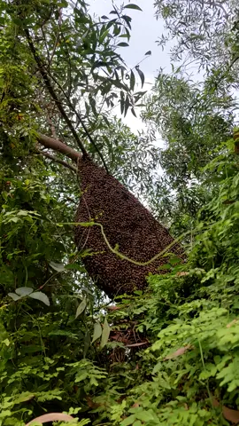 quá khứ tổ ong#62longan #ongrungmientay #sănongrung🤗 #mậtong #sanbat 