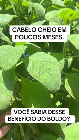 Folha maravilhosa para crescimento de cabelo..