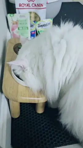 กินจนตัวกลมไปหมดละคะ#แมวอ้วน #แมวขาว #แมวเปอร์เซีย 