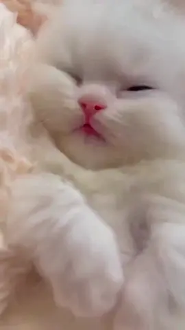 cute kittens💕💕#tiktok #funny #cute #viral #catlover #cats #pet #kitten 