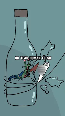 Peacock Mantis Shrimp - The Animal with the Strongest Punch