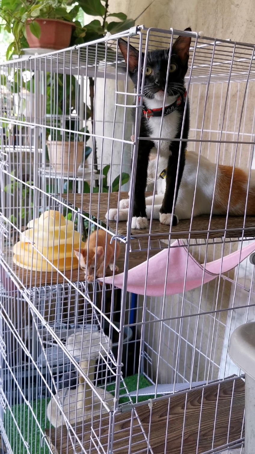Boring na sad kaau ganina guys. - 🥭 #goodestmango #jijithecat #tigerkitty #puspin 