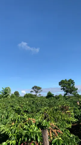 Chô m.n ca phê chín chưa #xuhuongtiktok #Cư2006🃏🚬 #xuhuong 