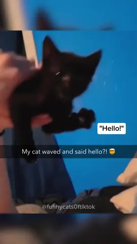 Part 67 | Talking cats! Cats speaking English! Funny cat videos #funnycats #funnyanimals #funnypets 