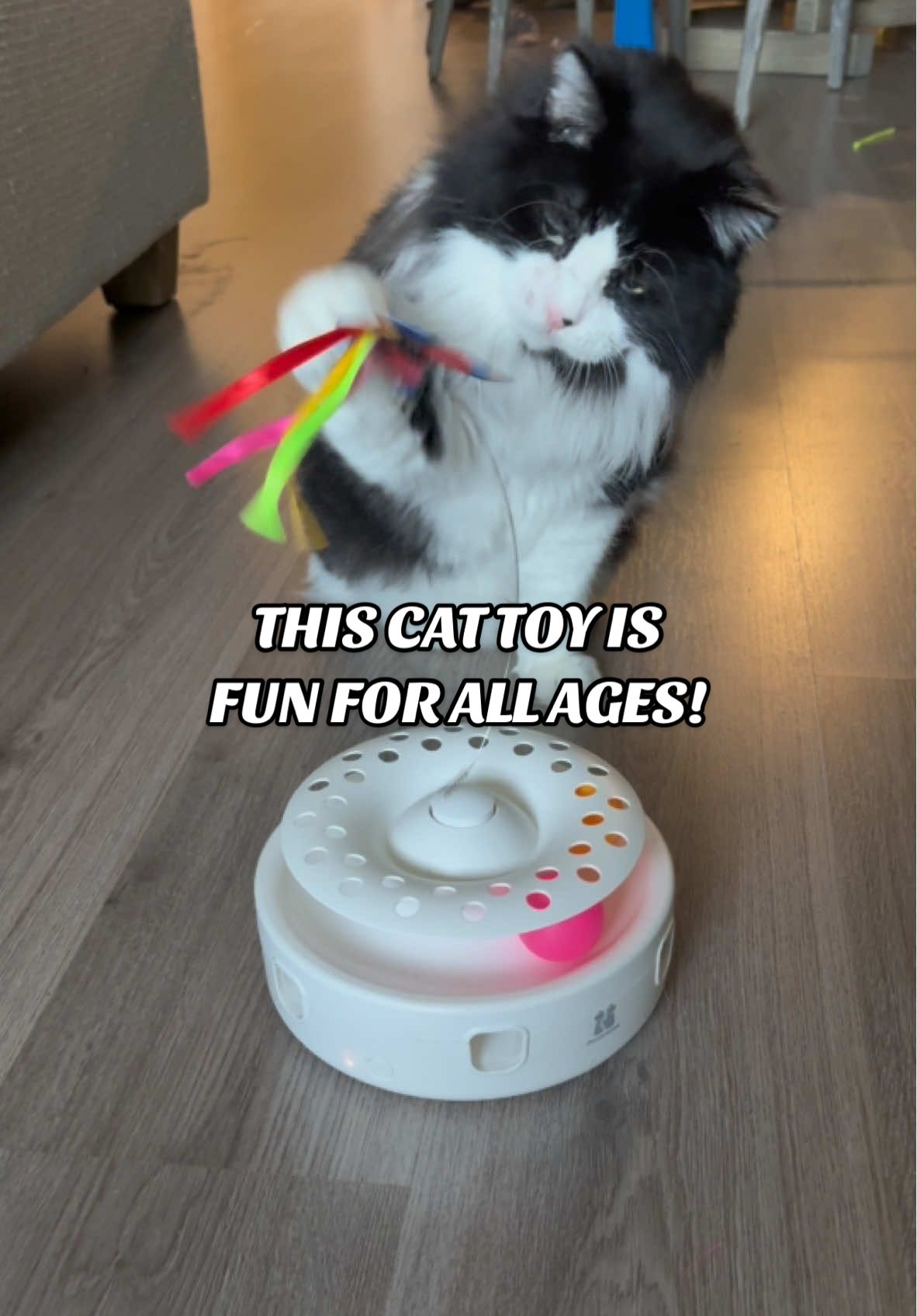 Had to bring Pudding’s favorite cat toys over to her cousin’s house to see how her much older cousin kitty likes it! It was a success!  #cattoy #TikTokShop #cattoys #toys #cat #catproducts #catmusthaves #seniorcat #catsoftiktok 